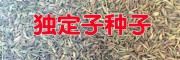 金鐵鎖（獨定子）種子出售-云南曲靖藥材種子信息