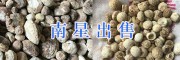 祿勸天南星出售/昆明南星批發、規格多