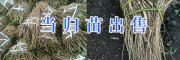 近甘肅隴南當(dāng)歸苗價(jià)格&一畝地當(dāng)歸苗種植數(shù)量