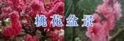 云南哪桃花盆景好：大理觀賞桃花盆景批發(fā)