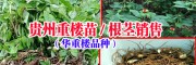 |貴州重樓種植公司|重樓種子種苗◆獨(dú)腳蓮種子種苗 |