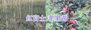 曲靖哪里果苗便宜？蜂糖李子苗價(jià)格/蘋果苗批發(fā)價(jià)