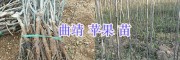 曲靖苗木基地-紅蘋果苗/蜂糖李子苗-花椒苗銷售