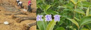 昭通昭陽區(qū)紅梨苗、車?yán)遄用纾杭竟麡涿玟N售