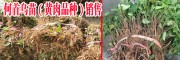 貴州哪里有何首烏苗？何首烏（黃肉品種）苗價格