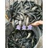 烏魚苗價(jià)格-四川鱘魚苗批發(fā)_云南青魚苗供應(yīng)