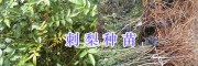 刺梨樹苗批發(fā)商-貴州刺梨苗供應(yīng)#刺梨苗一棵多少錢