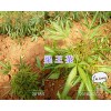 玉溪梁王茶苗出售、2年馴化白芨苗—玉溪藥材種苗供應(yīng)