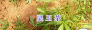 購(gòu)買(mǎi)梁王茶苗#梁王茶種植管理/梁王茶圖片