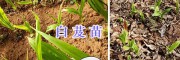 云南白芨組培苗、玉溪2年白芨馴化苗