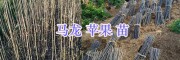 曲靖高產紅蘋果苗—龍威蘋果苗結果多-馬龍蘋果