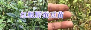 紅根野蠶豆圖片-紅根野蠶豆批發-云南普洱紅根野蠶豆種植