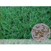 剪股穎草坪-高羊茅護(hù)坡種子，四季青草坪種-狗牙根批發(fā)