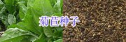 四季牧草種子批發#高產牧草種子-養牛牧草種子