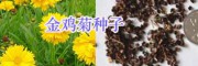 綠化花海設計/草花種子銷售大全-園林綠化鮮花種子