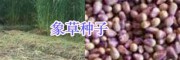 銷售串葉松香草/皇竹草/菊苣種子-黑麥草種子_三農(nóng)牧草種子