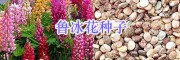 西南華南綠化鮮花種出售：美女櫻/蒲公英/千屈菜種子-牽牛花