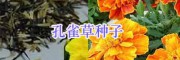 園林綠化（草花種子銷售）施工設計