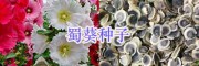 江蘇牧草種子價格、草坪種子批發_宿遷綠化花草種子