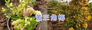 昆明周邊三角花（九重葛）供應-云南芊蕁三角梅基地