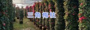 宜良盆栽三角梅#中端三角梅批發基地_云南芊蕁三角梅