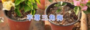 宜良紅三角梅（九重葛盆栽批發15825265652昆明三角花