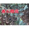 芒果樹(shù)苗品種#柑桔苗#桃苗#妃子笑荔枝苗木場(chǎng)%