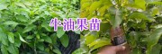 牛油果苗栽培技術-云南橡膠苗、廣西牛油果種苗