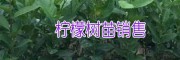 適合廣西、云南種植的香水檸檬/三紅蜜柚苗批發價