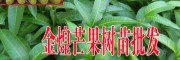 金煌芒果2年苗價格-紅金龍芒果苗供應_海南熱帶果苗供應信息