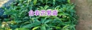 哪里出售臺(tái)農(nóng)芒果苗？云南廣西芒果種子-13118971608