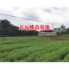 紅河大的冬桃苗基地&云南冬桃種植技術(shù)&冬桃樹苗基地價(jià)格