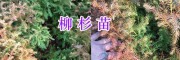 柳杉苗批發價咨詢/曲靖柳杉苗出售