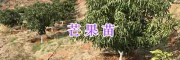 紅河州四季芒果實(shí)生苗&元陽(yáng)芒果嫁接苗