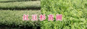 2年生紅豆杉苗/保山紅豆杉苗報價_云南紅豆杉供應(yīng)地區(qū)