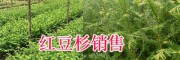 云南哪里紅豆杉苗質(zhì)量好？-保山騰沖學(xué)勝紅豆杉苗圃