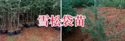 昆明哪里雪松苗多？石林聚緣苗圃雪松樹(shù)價(jià)格表