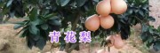 青花梨苗銷(xiāo)售-大理青花梨種植—青花梨苗