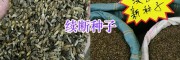 和尚頭（續斷）種植方法指導-昆明續斷種子出售_螺螄灣藥材種子