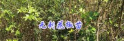 云南無(wú)刺花椒年產(chǎn)量有多少#保山無(wú)刺花椒苗種植指導(dǎo)-無(wú)刺大麻椒