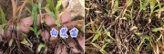 3月份云南白芨苗供應(yīng)：楚雄大姚白芨苗-量大價(jià)優(yōu)