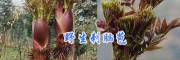 云南刺苞菜：麗江銷售刺腦包/樹頭菜批發