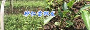 砂仁苗栽培基地-產(chǎn)地普洱砂仁苗/供應(yīng)文山砂仁苗_云南砂仁