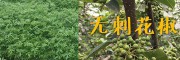 麗江沃柑橘苗-供應大理無刺花椒苗_云南柑橘苗無刺花椒苗產地