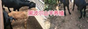 云南新品種黑山羊：黑波爾羊，努比亞山羊、波爾羊雜交改良種