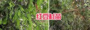 四川紅豆杉小苗批發#大理紅豆杉苗圃-1-2米紅豆杉