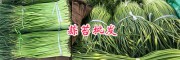 云南蒜苔批發價格—獨蒜蒜苔銷售**087164155848