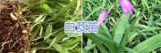 云南白芨種植回收*昆明白芨苗/金鐵鎖種子基地