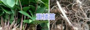 多芽重樓種苗種子方法#重樓芽苗價(jià)格_云南多芽重樓種苗