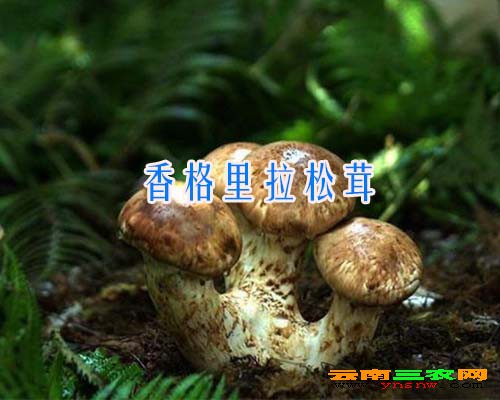 香格里拉松茸